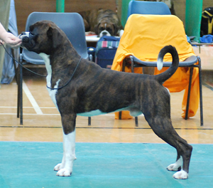 Graduate Dog